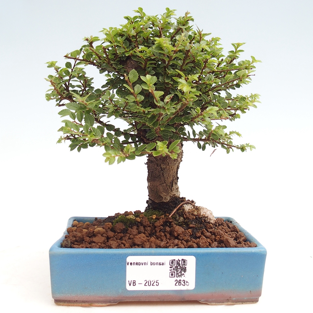 Bonsai da esterno - Ulmus parvifolia Hokkaido - Olmo cinese