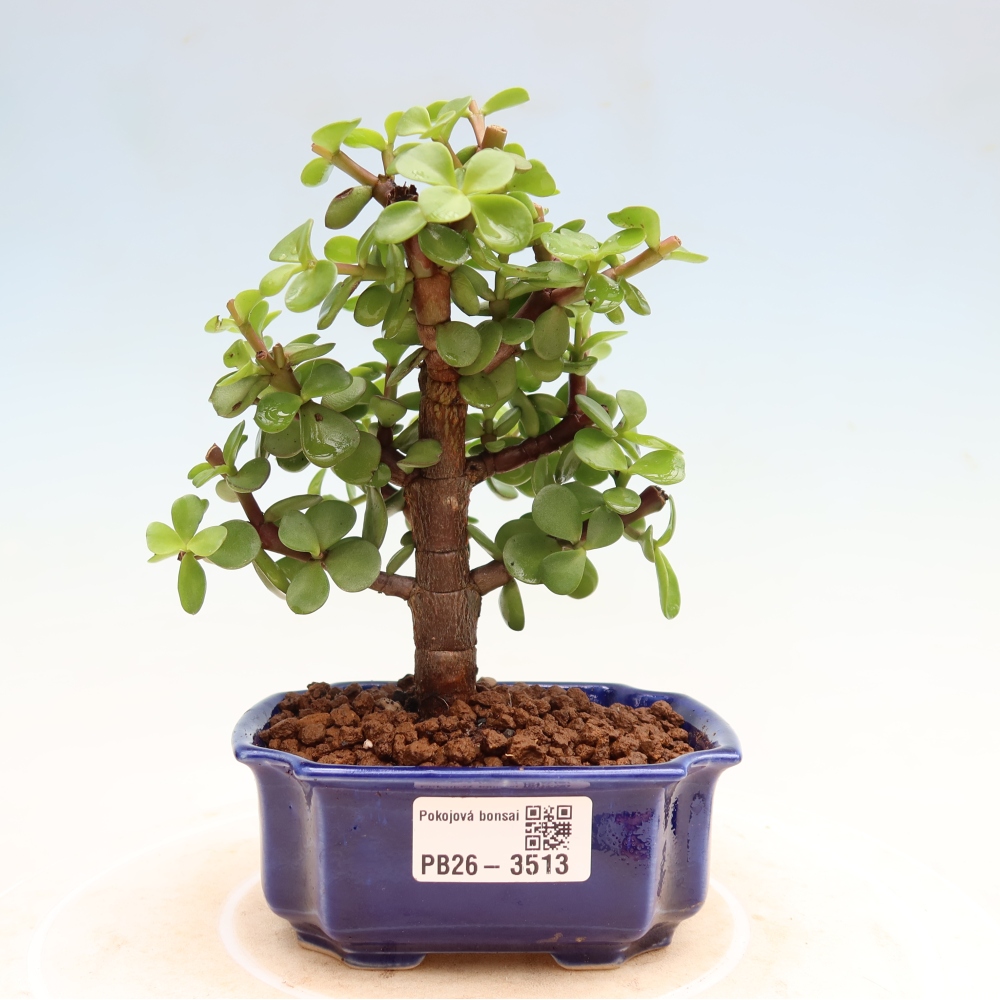 Camera bonsai - Portulakaria Afra - Tlustice