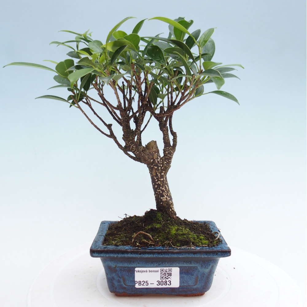 Camera bonsai Ficus retusa kimmen