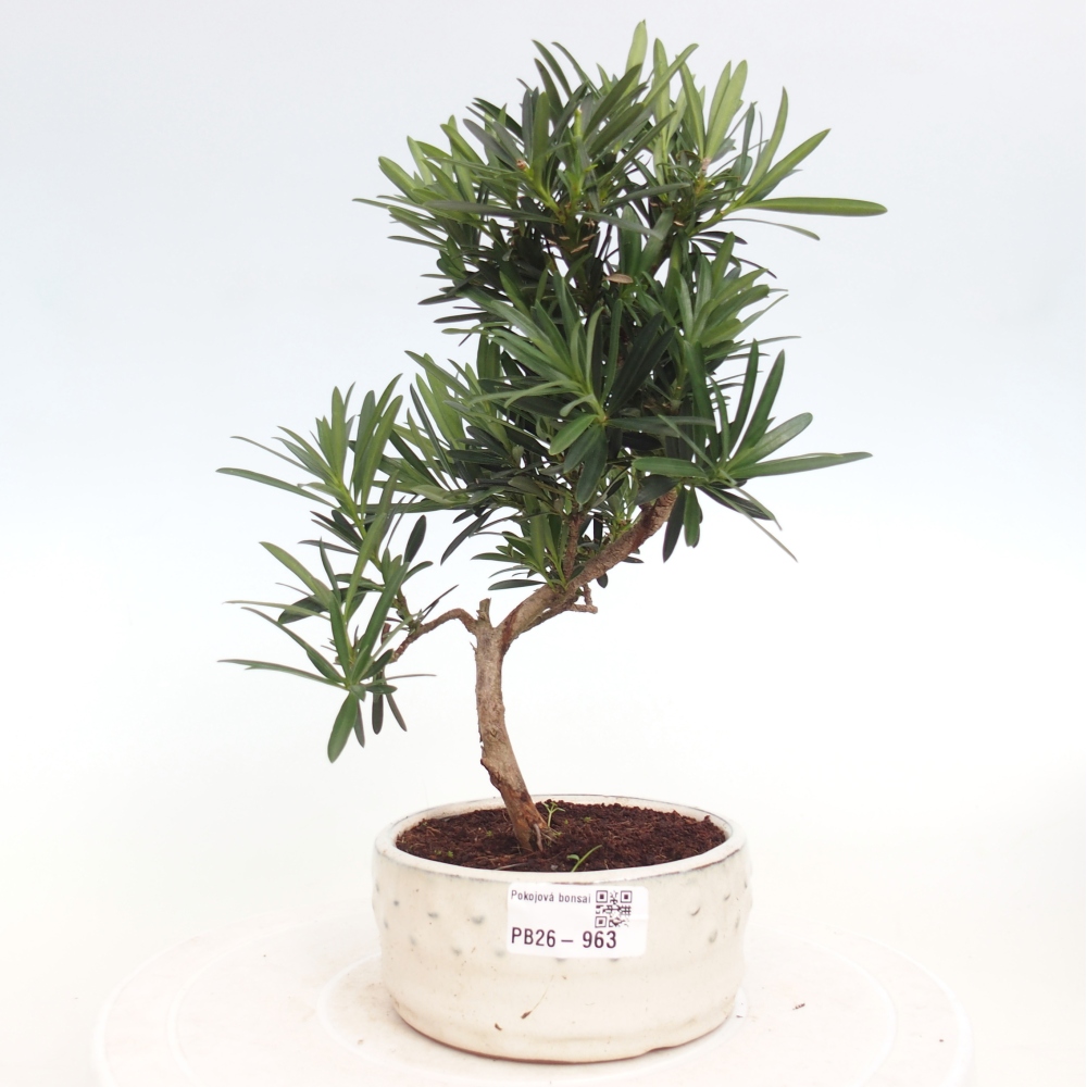 Camera bonsai - Podocarpus - Tasso delle pietre