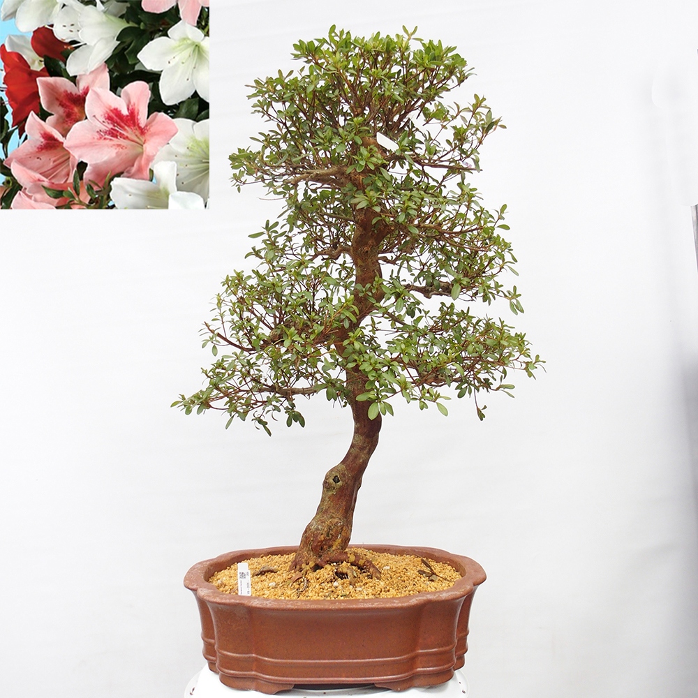Bonsai da esterno - Azalea giapponese - Azalea Sayaka