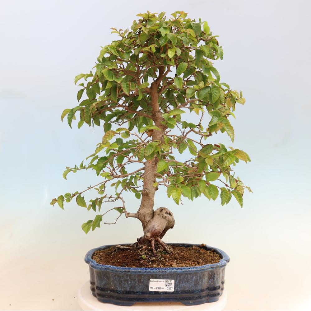 Bonsai da esterno -Carpinus CARPINOIDES - Carpino coreano
