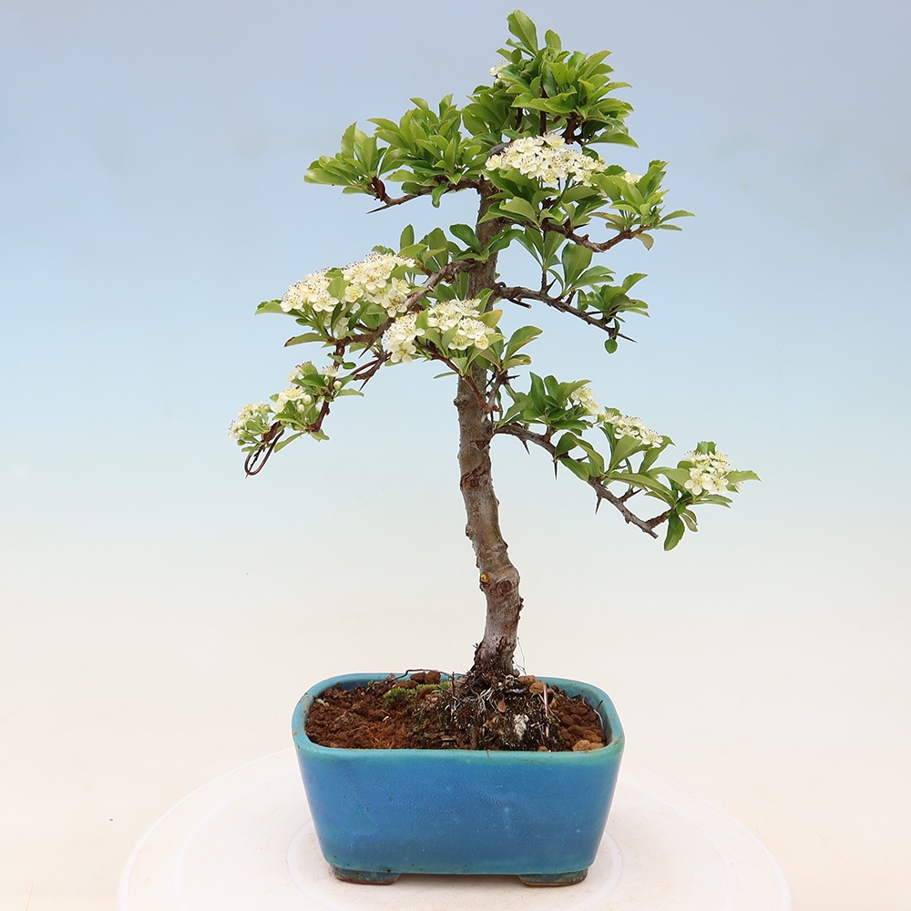 Bonsai da esterno - Pyracantha teton - Pyracantha scarlatta