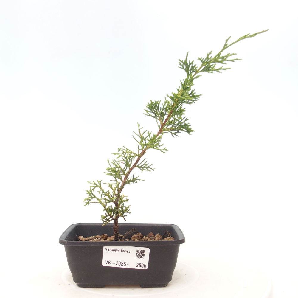 Bonsai da esterno - Juniperus chinensis Itoigawa