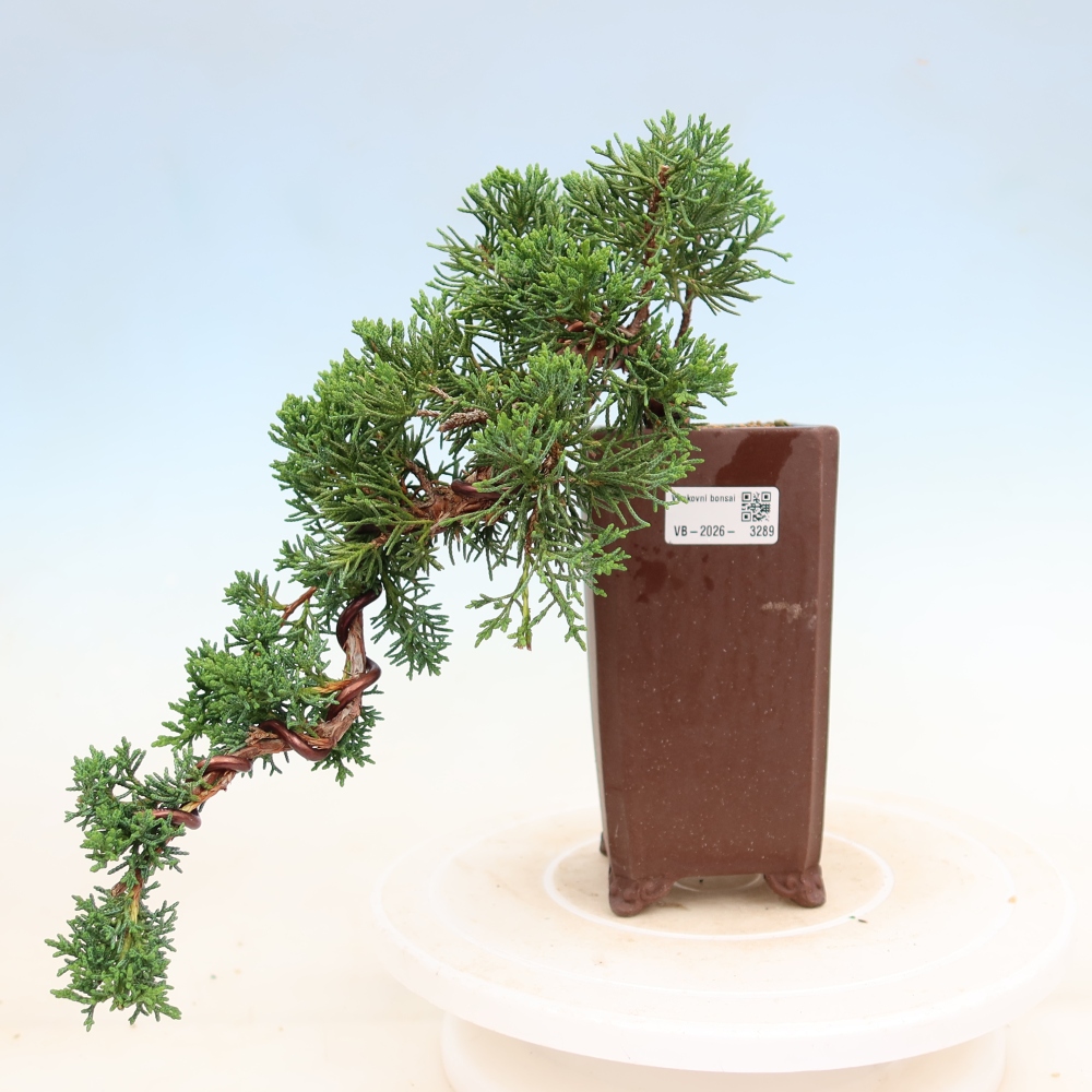 Bonsai da esterno - Juniperus chinensis Kishu