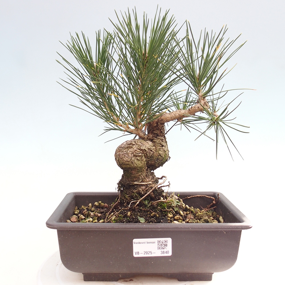 Bonsai da esterno - Pinus thunbergii - Pino di Thunberg
