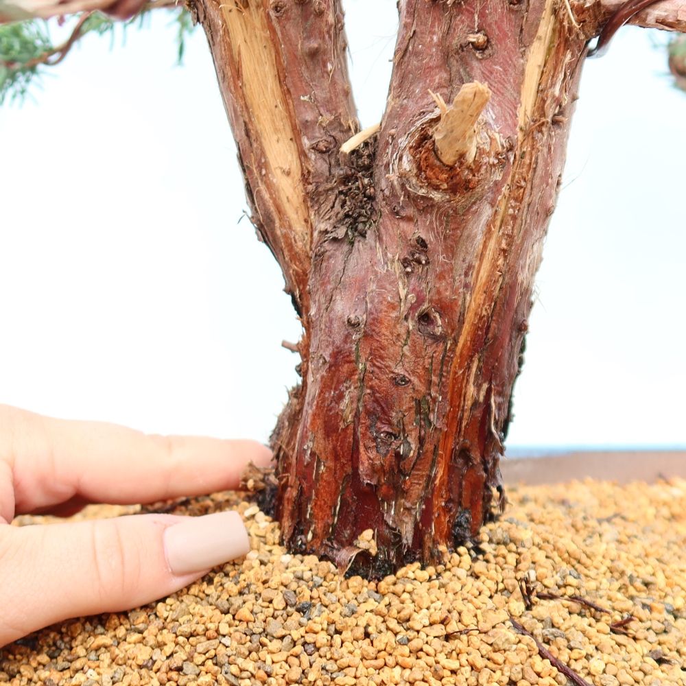 Bonsai da esterno - Juniperus chinensis Kishu