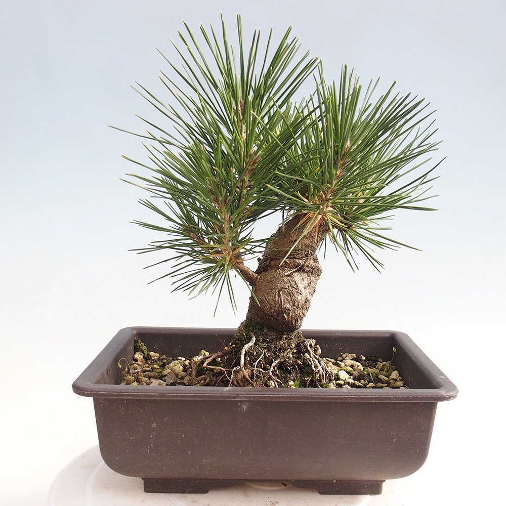 Bonsai da esterno - Pinus thunbergii - Pino di Thunberg