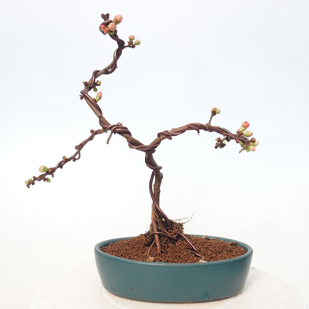 Bonsai da esterno - Chaneomeles s. Red Joy - Cotogno