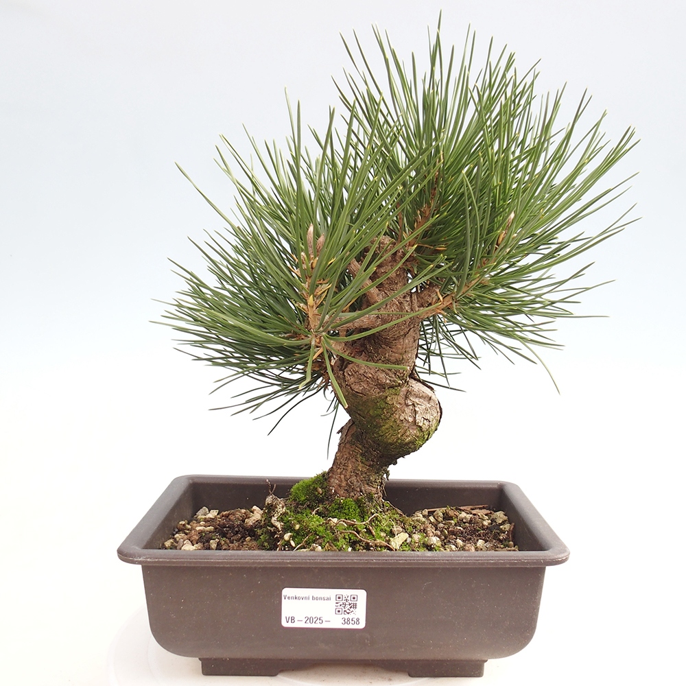 Bonsai da esterno - Pinus thunbergii - Pino di Thunberg