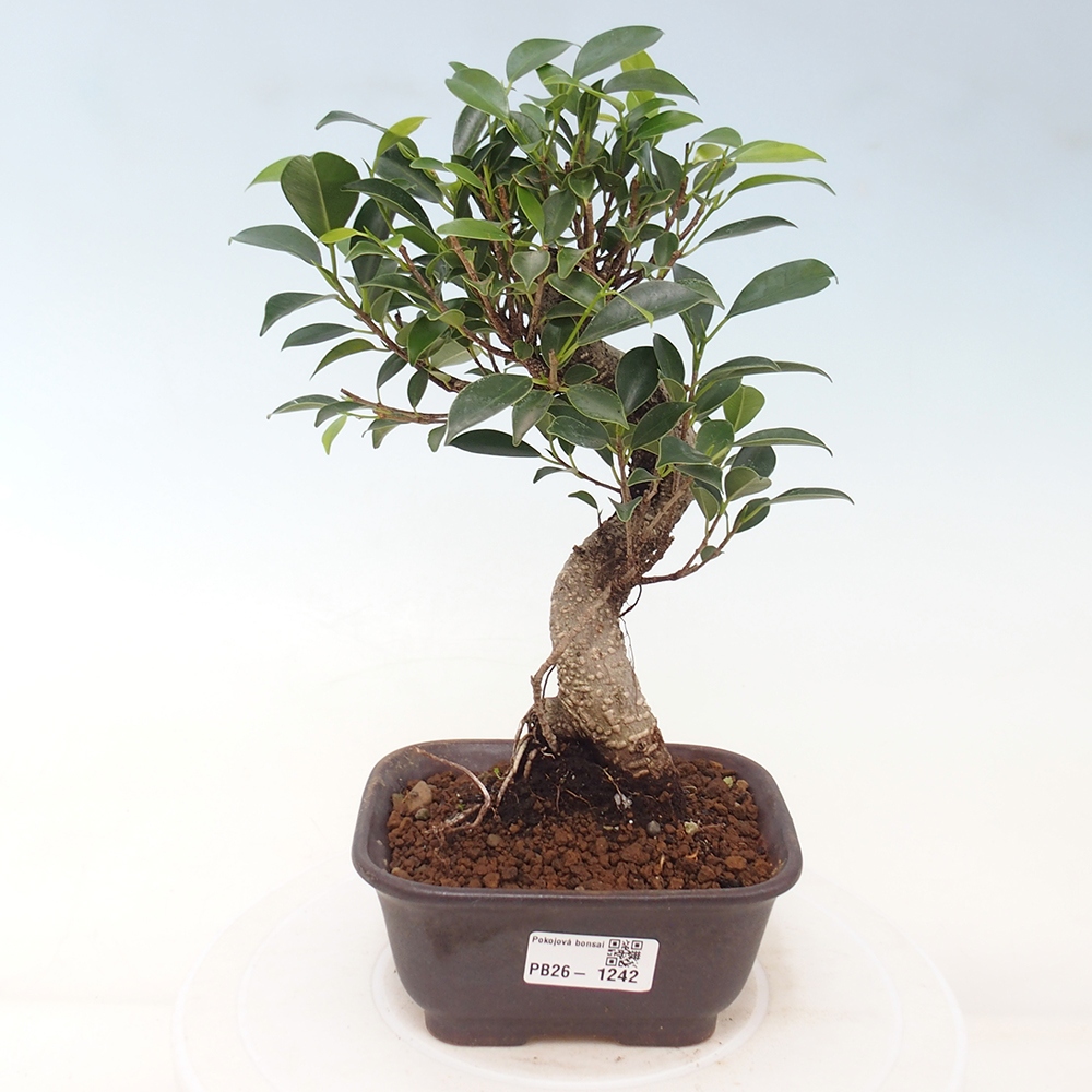 Camera bonsai - Ficus retusa - ficus a foglie piccole
