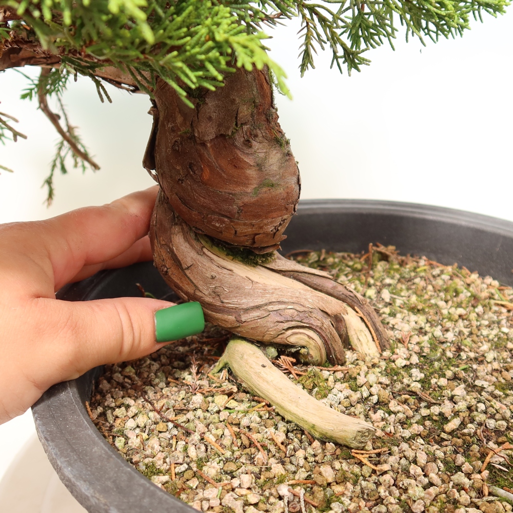 Bonsai da esterno - Juniperus chinensis Itoigawa-Juniperus chinensis