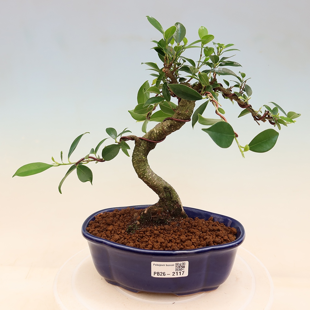 Camera bonsai - Ficus retusa - ficus a foglie piccole