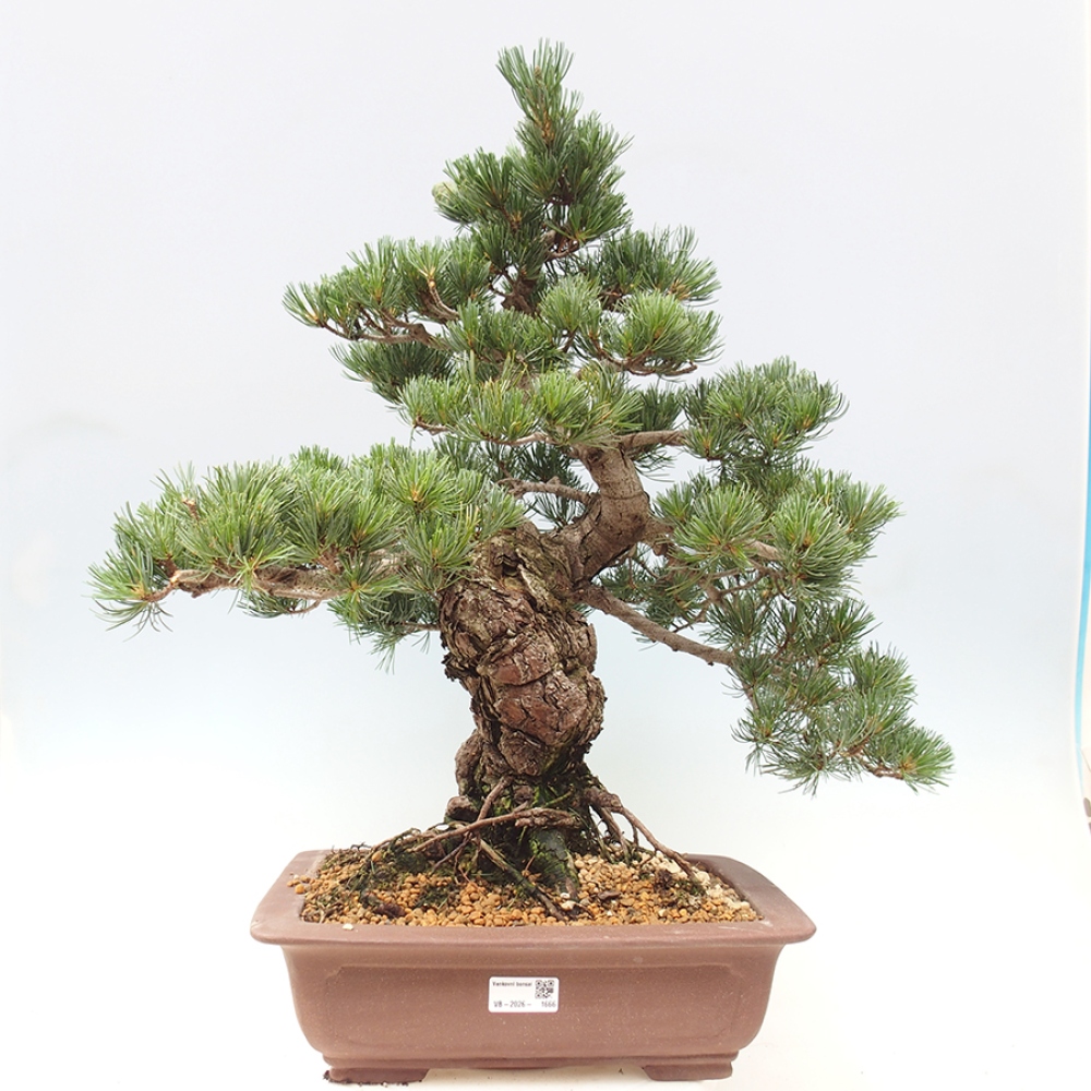 Bonsai da esterno - Pinus parviflora - Pinus parviflora