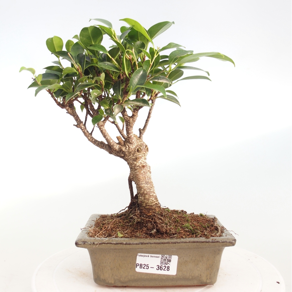 Camera bonsai - Ficus retusa - ficus a foglie piccole