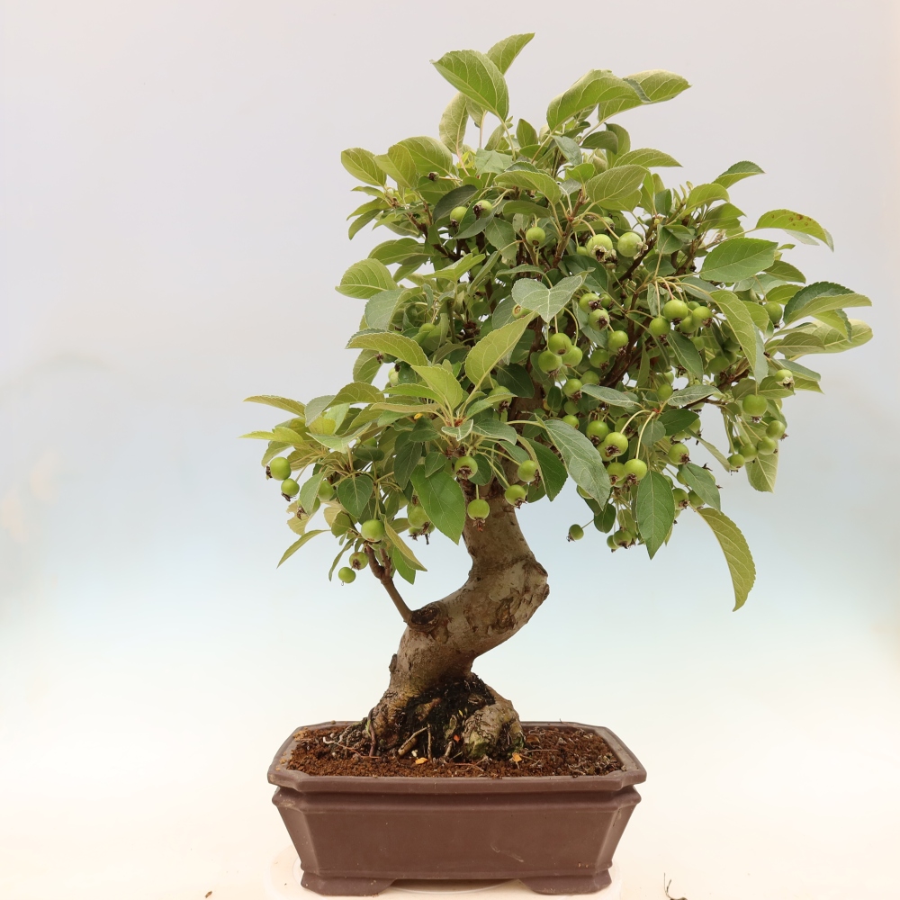 Bonsai da esterno -Malus halliana - Melo a frutto piccolo