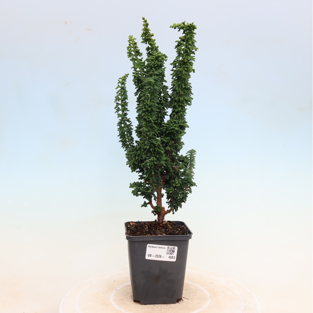Bonsai da esterno - Cham. obtusa SEKKA HINOKI - Cipresso