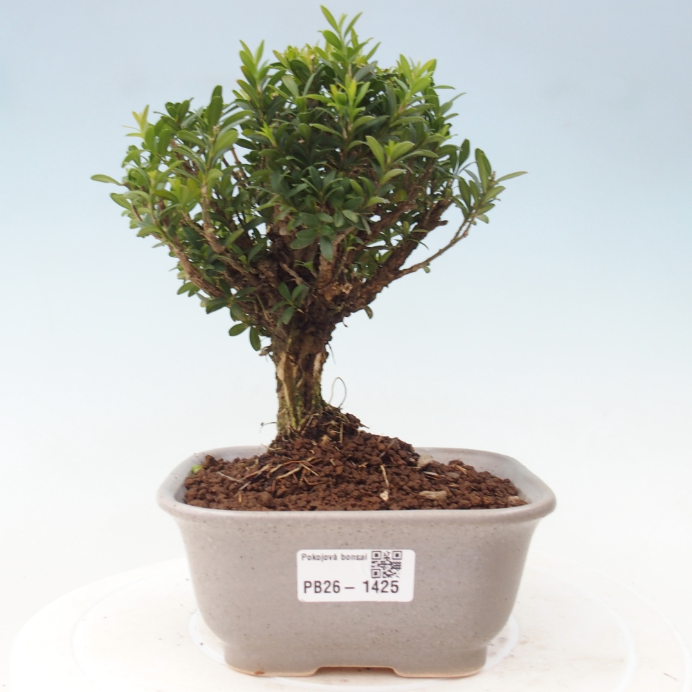 Camera bonsai - Buxus harlandii - buxus da sughero