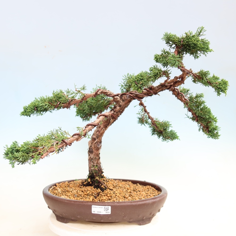 Bonsai da esterno - Juniperus chinensis Kishu