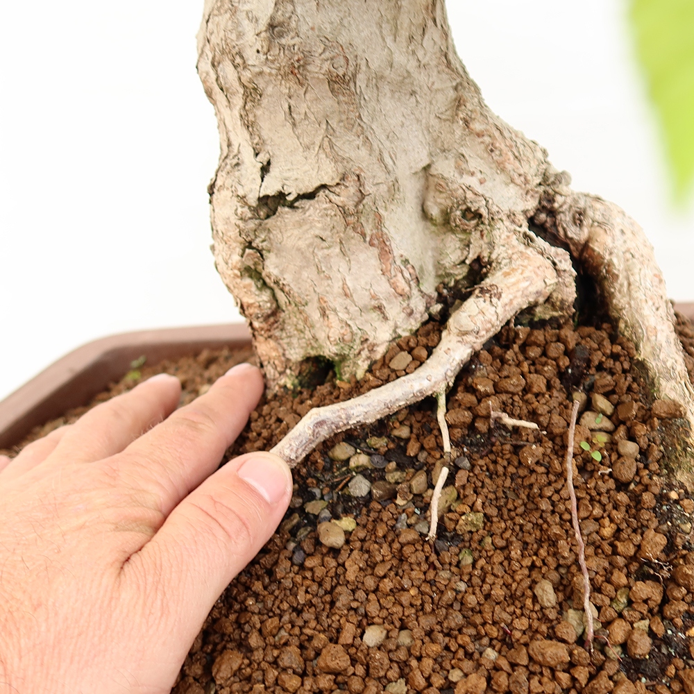 Bonsai da esterno -Carpinus Coreana - Carpino coreano