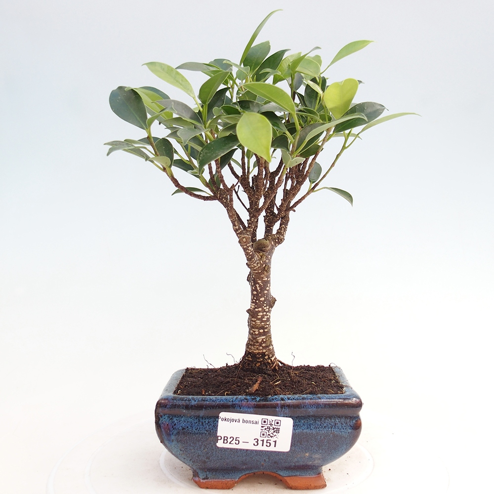Camera bonsai Ficus retusa kimmen