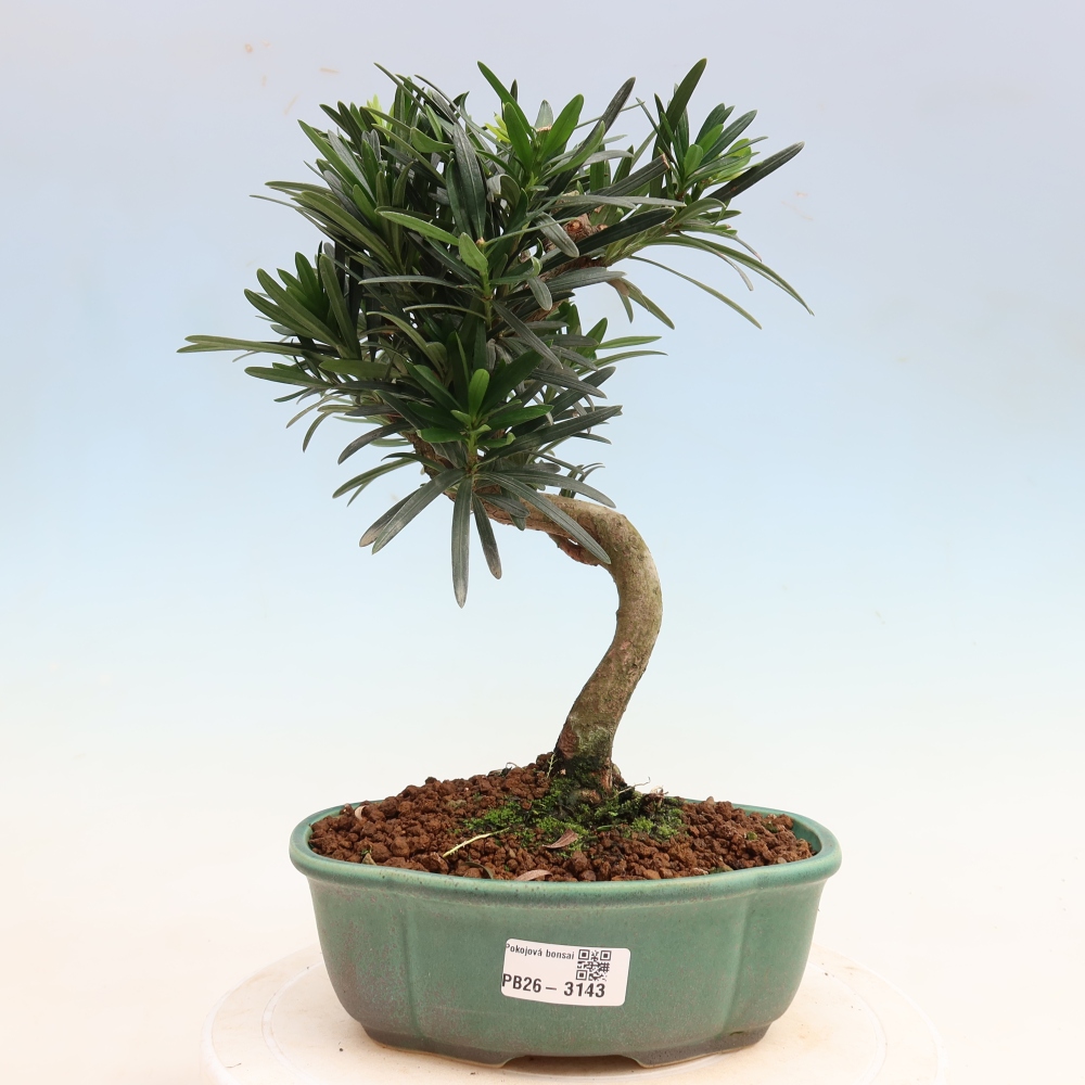 Camera bonsai - Podocarpus - Tasso delle pietre