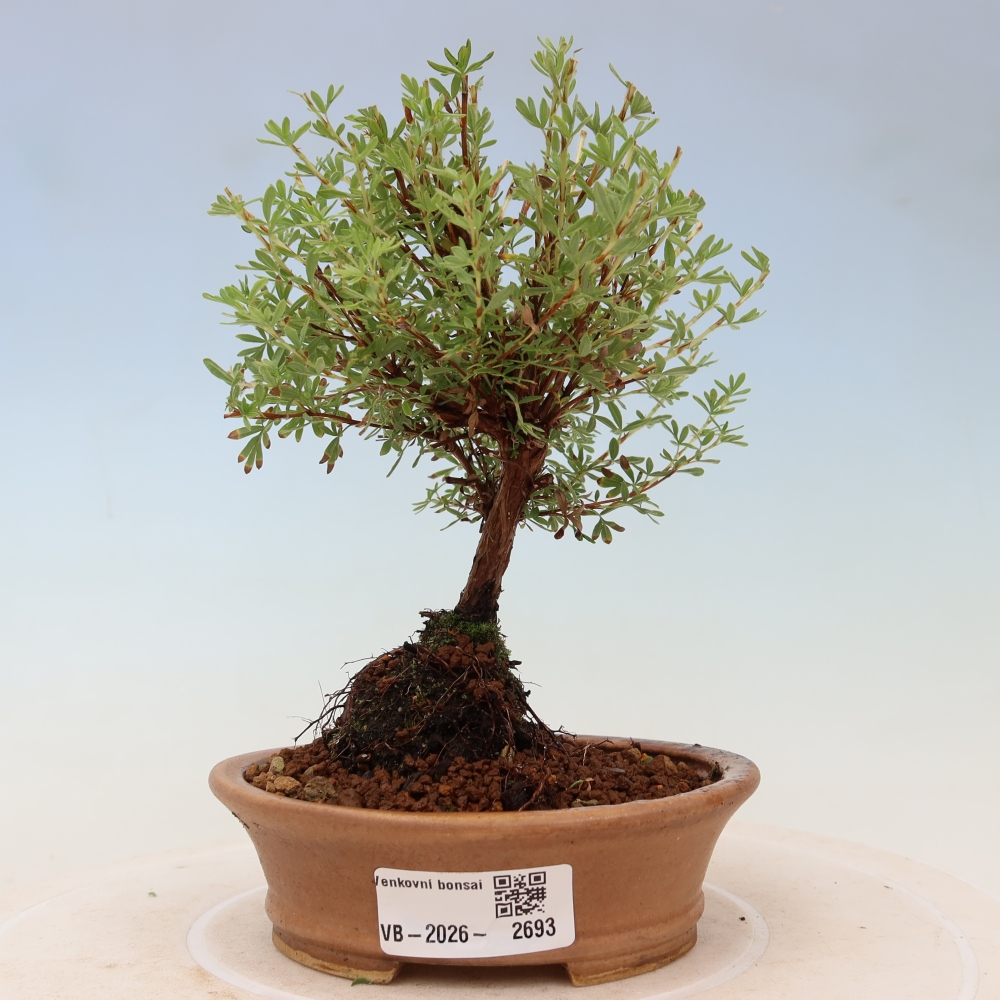 Bonsai da esterno - Potentilla fruticosa - Goldkissen