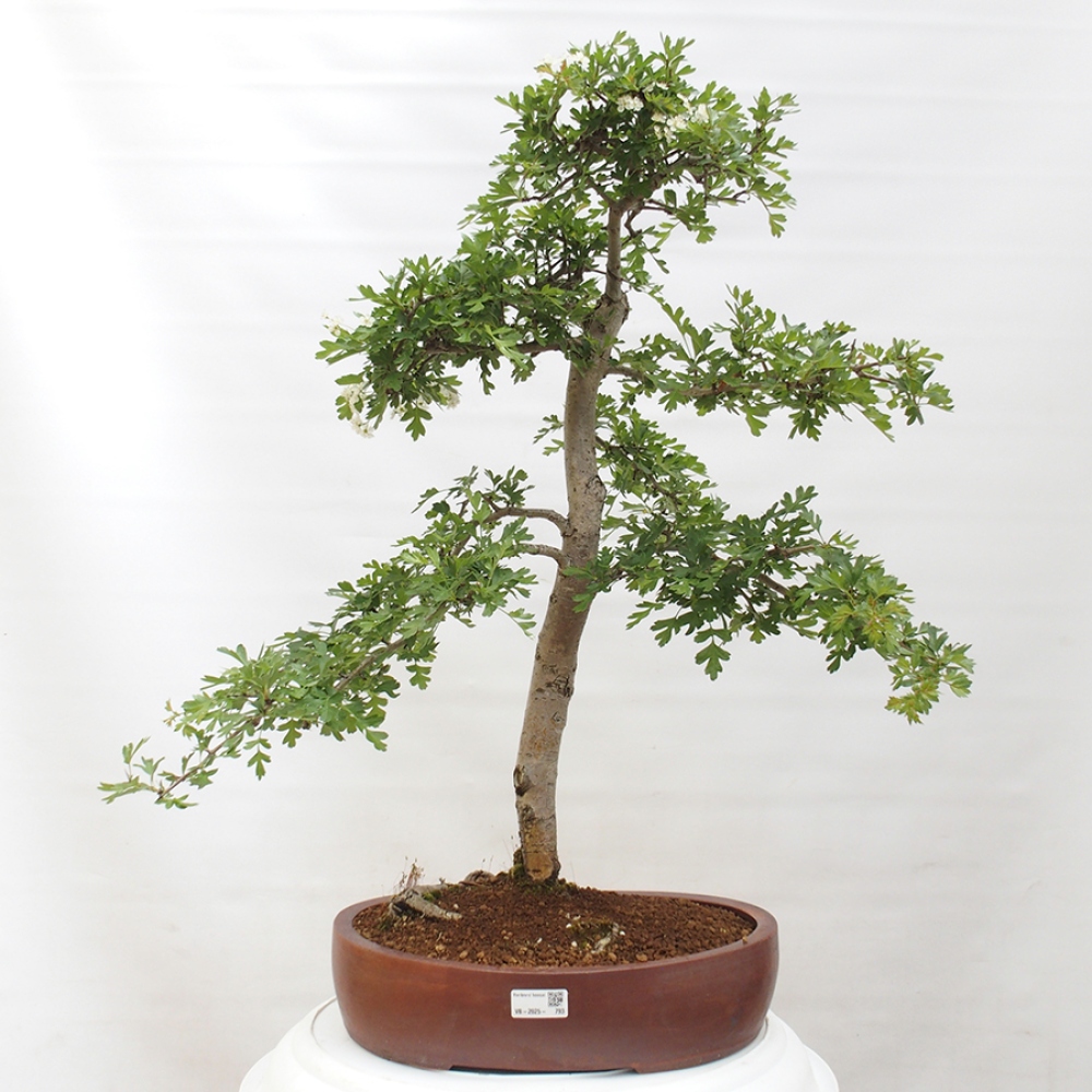 Bonsai da esterno - Biancospino - Crataegus monogyna