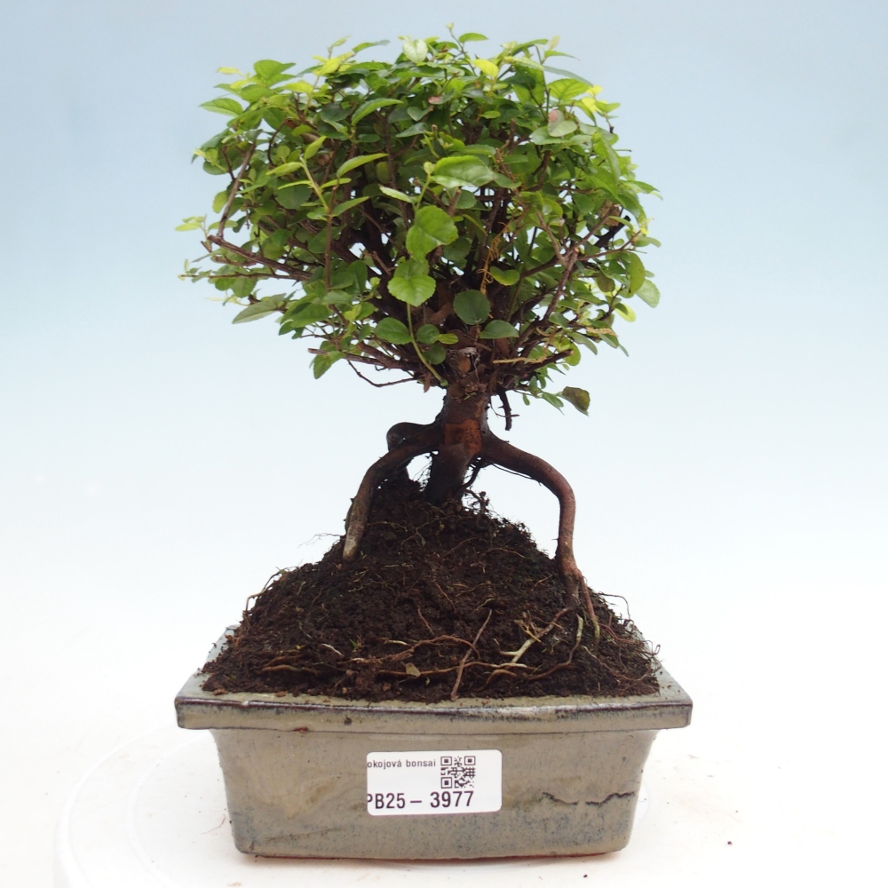 Camera bonsai - Sageretia thea - Sageretia thea