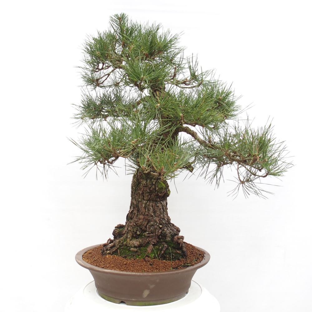 Bonsai da esterno - Pinus thunbergii - Pino di Thunberg