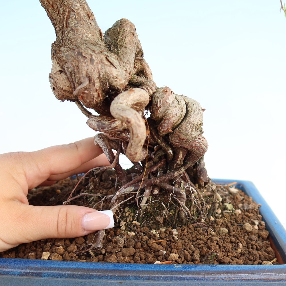 Bonsai da esterno -Carpinus Coreana - Carpino coreano