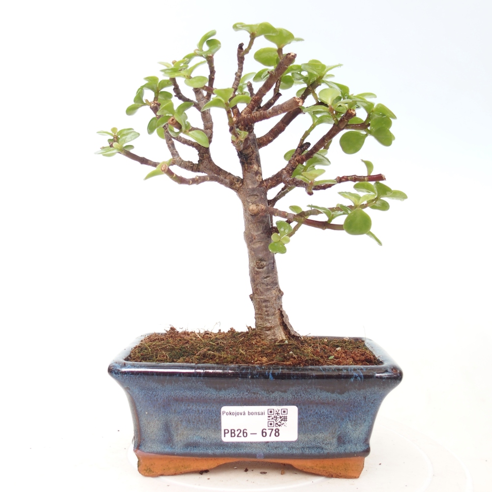 Camera bonsai - Portulakaria Afra - Tlustice