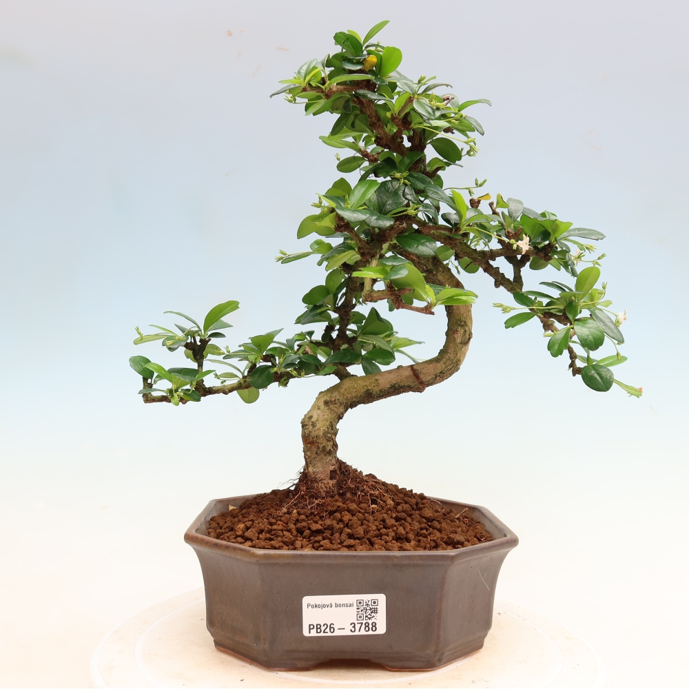 Camera bonsai - Carmona macrophylla - Tea fuki