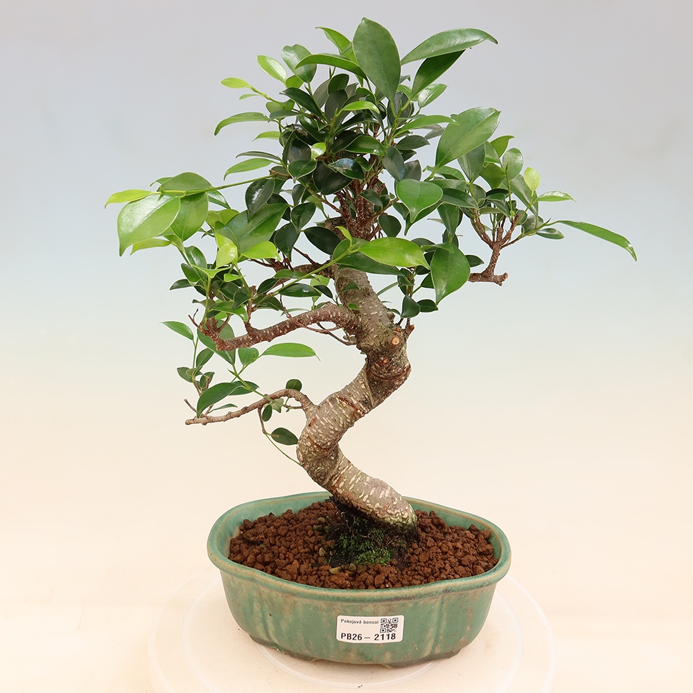 Camera bonsai - Ficus retusa - ficus a foglie piccole