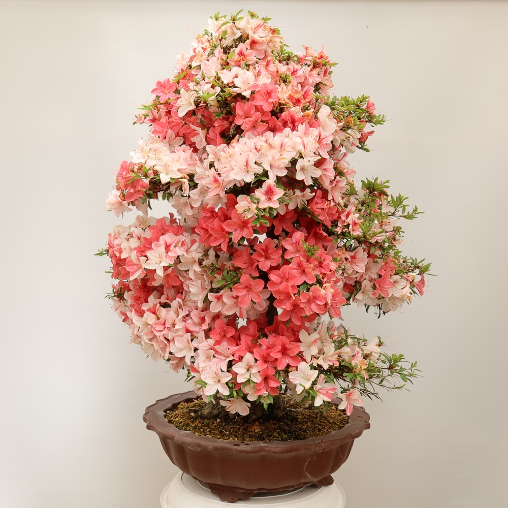 Bonsai da esterno - Azalea giapponese - Azalea Kinu-no-Hikari
