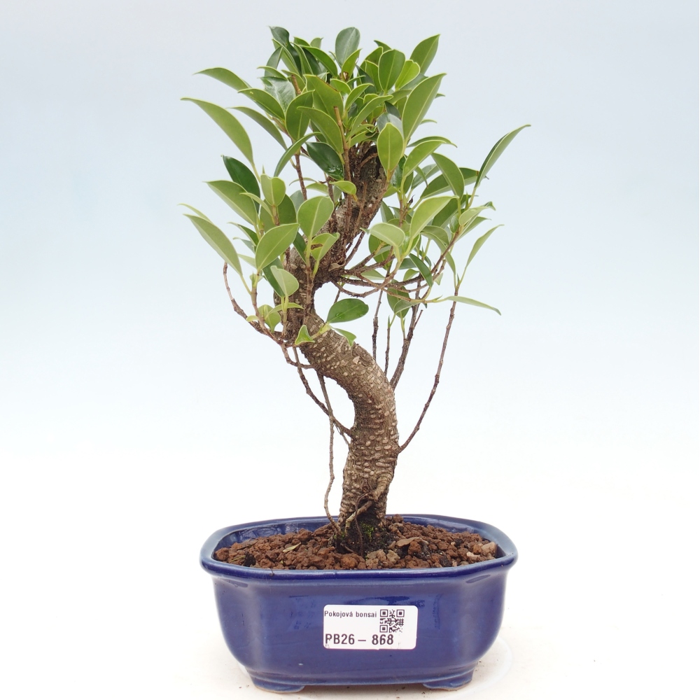 Camera bonsai - Ficus retusa - ficus a foglie piccole