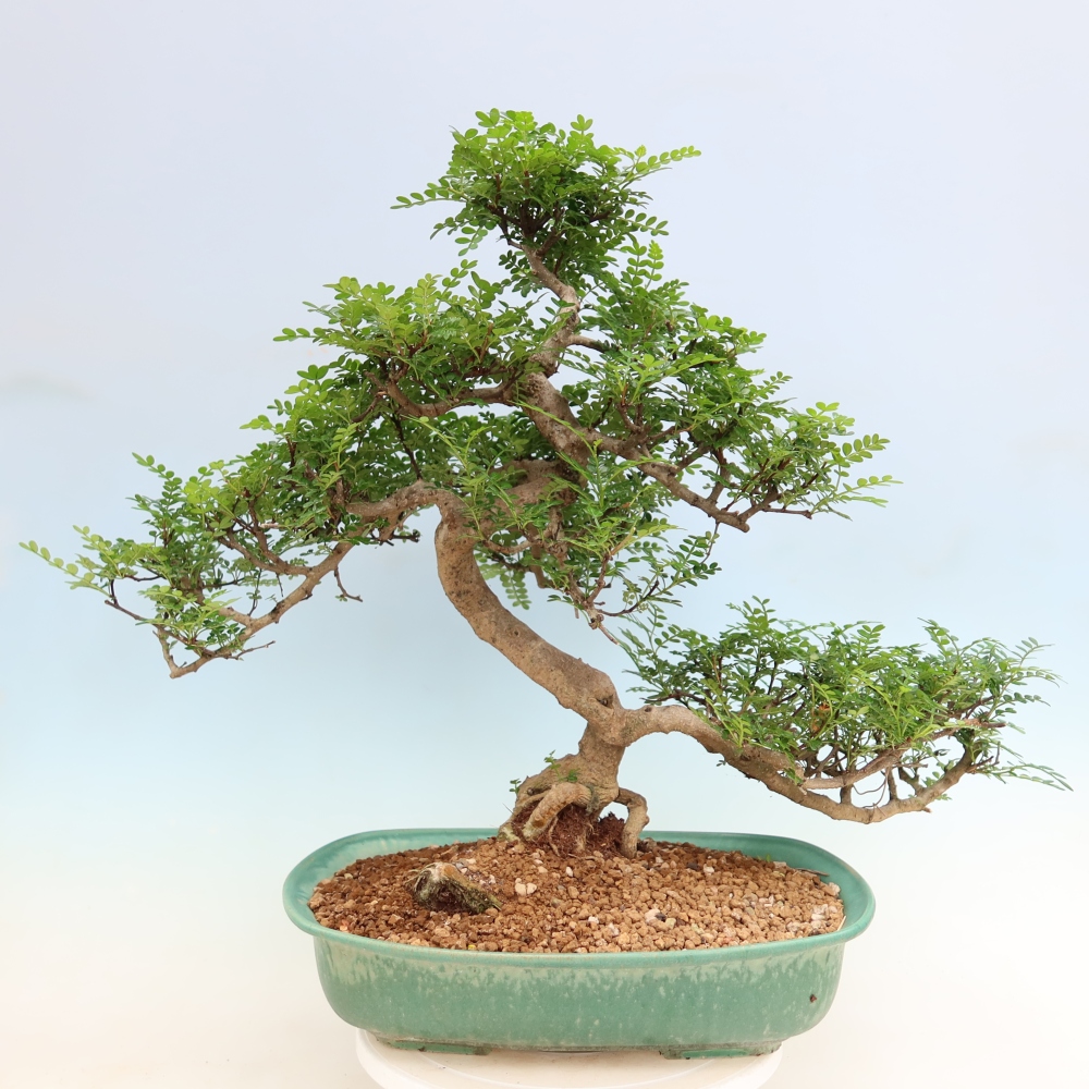 Camera bonsai - Zantoxylum piperitum - albero del pepe