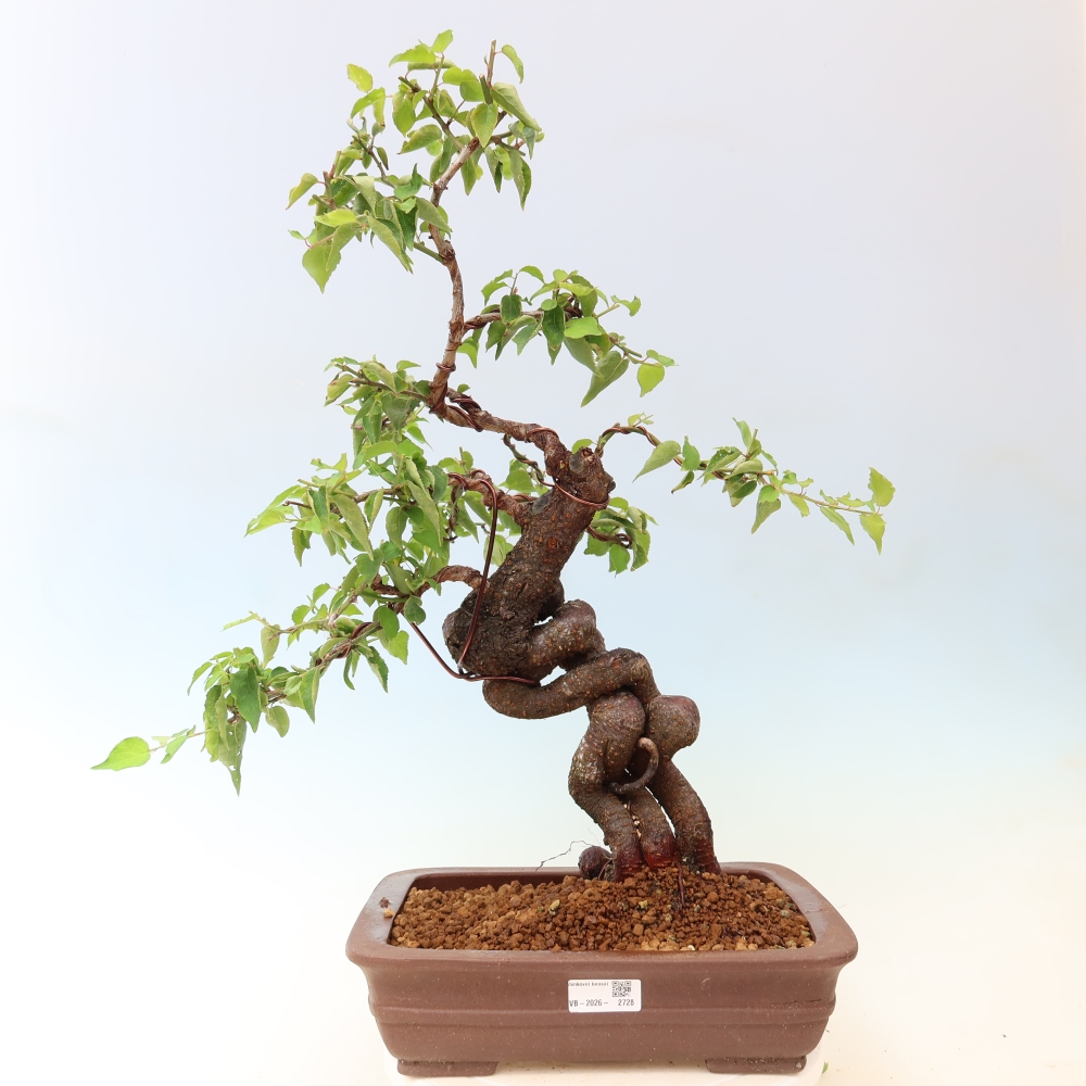 Bonsai da esterno - Albicocco giapponese - Prunus Mume