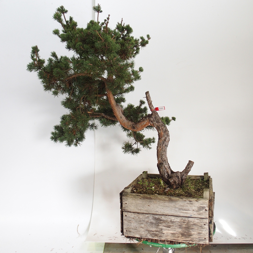 Yamadori - Pinus sylvestris Spagna