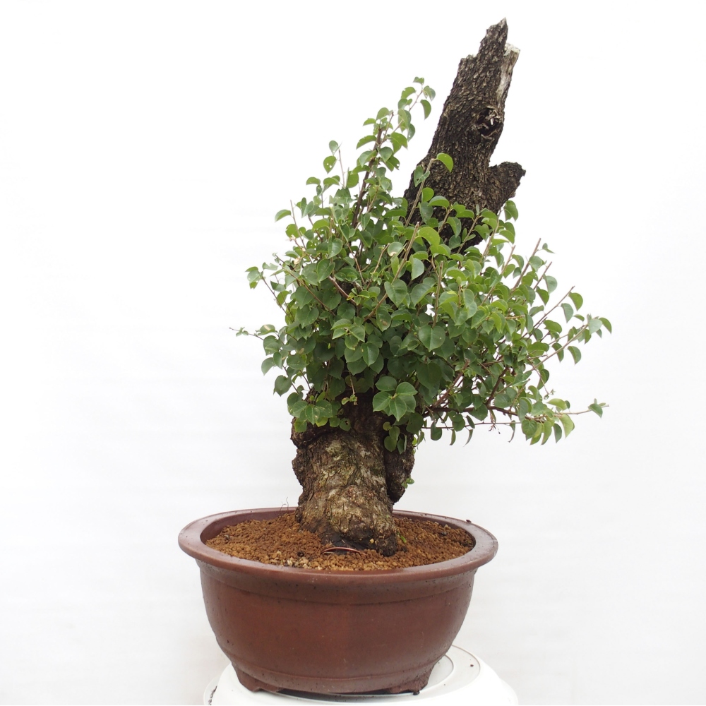 Bonsai da esterno - Mahalebka - Prunus mahaleb