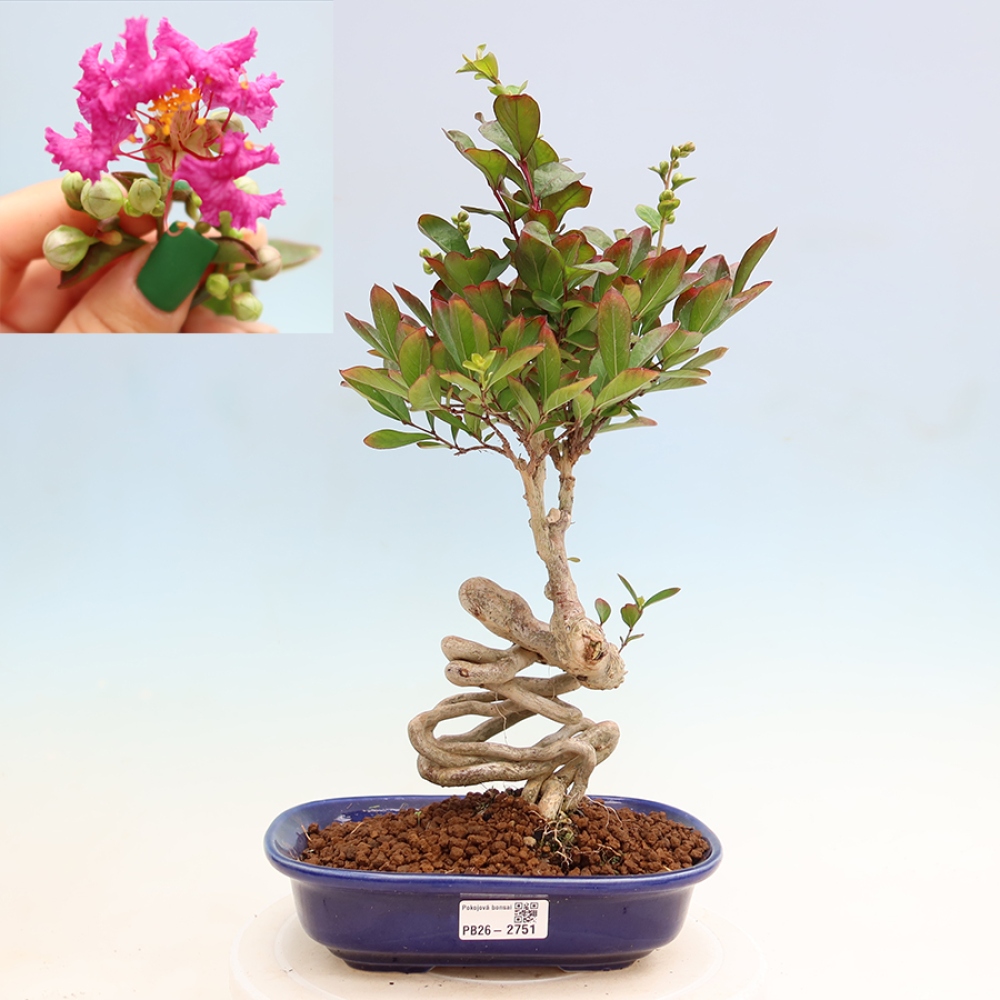 Bonsai da interno - Lagerstroemia indica - lillà indiano