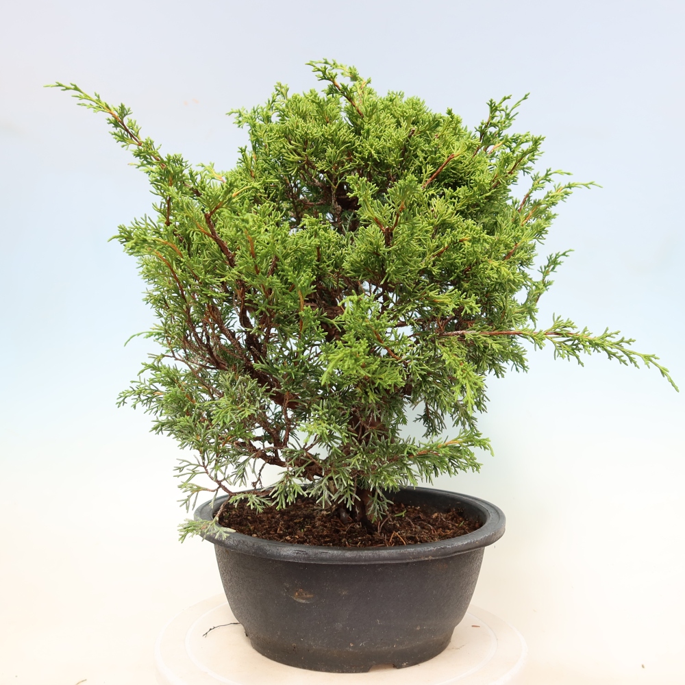 Bonsai da esterno - Juniperus chinensis Itoigawa-Juniperus chinensis