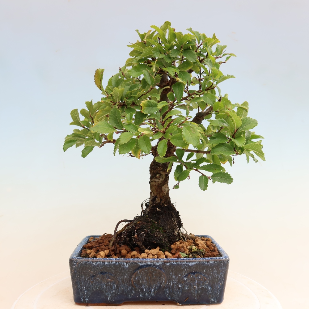 Bonsai da esterno - Zelkova - Zelkova NIRE