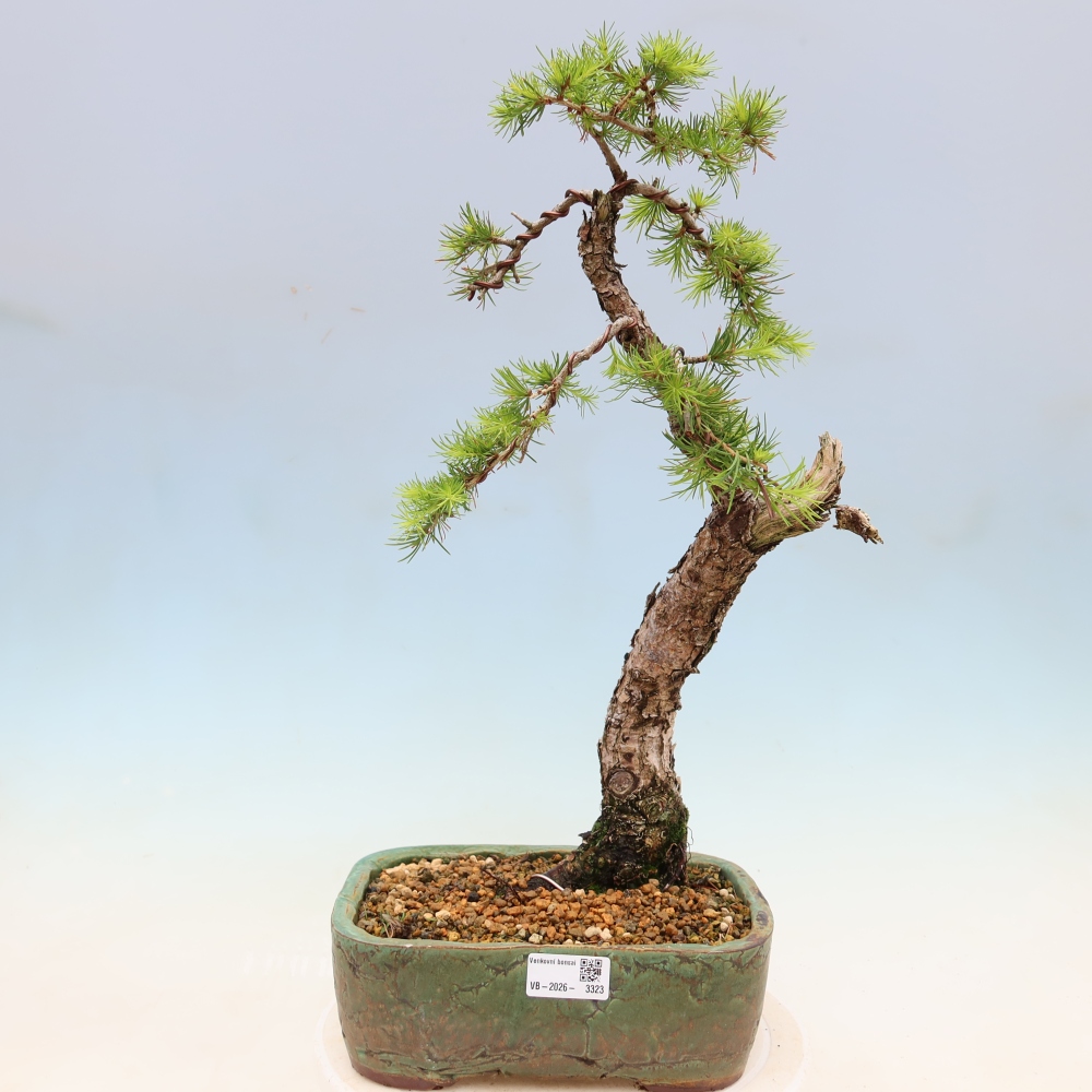 Bonsai da esterno -Larix decidua - Larice