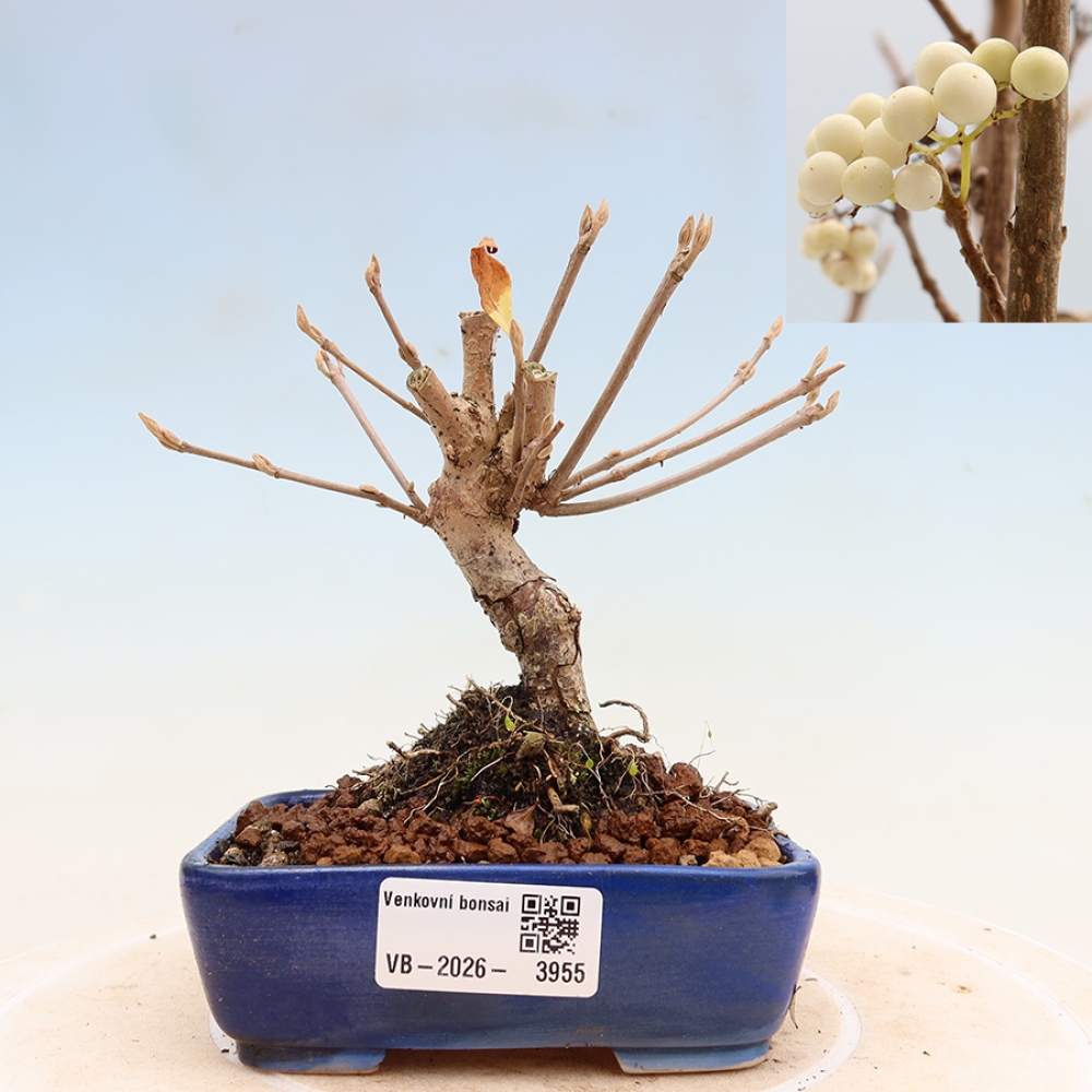 Bonsai da esterno - Callicarpa bodinieri Snowqueen - Callicarpa