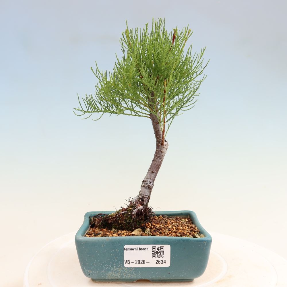 Bonsai da esterno - Tamarisco - Tamarix