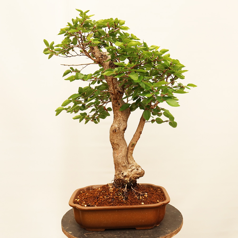Bonsai da esterno -Carpinus Coreana - Carpino coreano