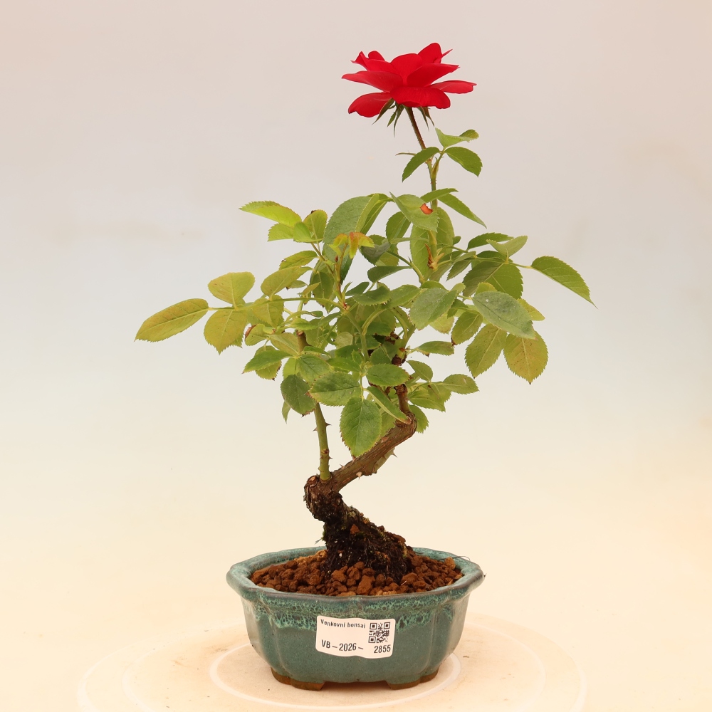 Bonsai da esterno - Rosa Kordes - rosa