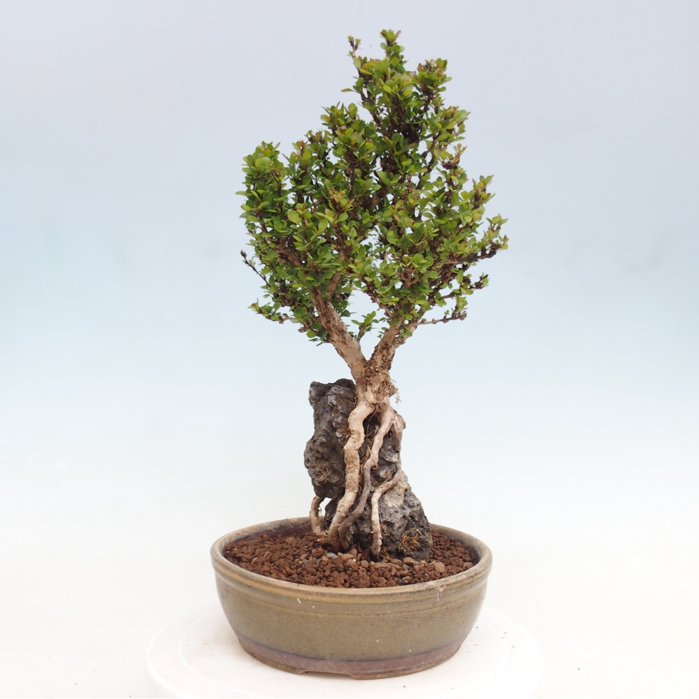 Bonsai da esterno - Berberis coreana