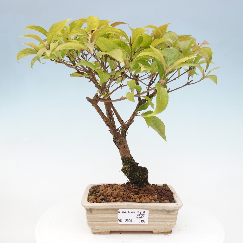 Bonsai da esterno - Callicarpa japonica